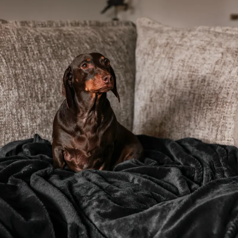 A dachshund exploring the garden