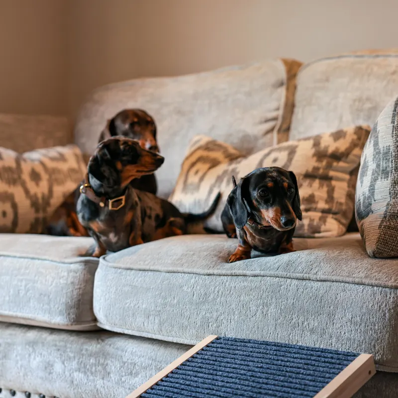 Dachshund guests out on a countryside walk
