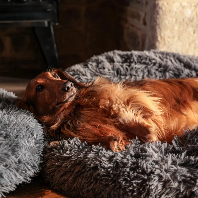 A sausage dog settled in the snug
