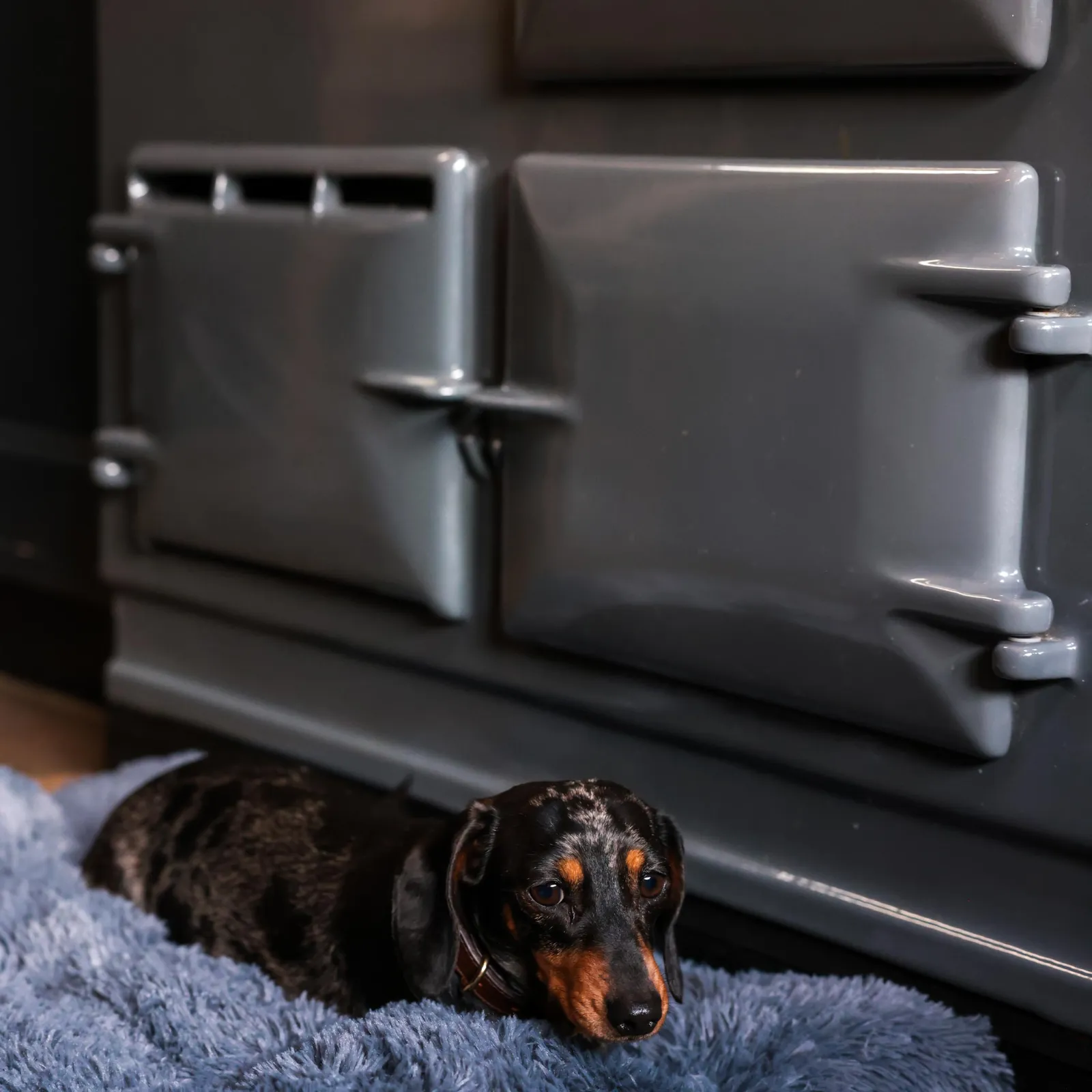 A dachshund relaxing in front of the Aga at the sanctuary