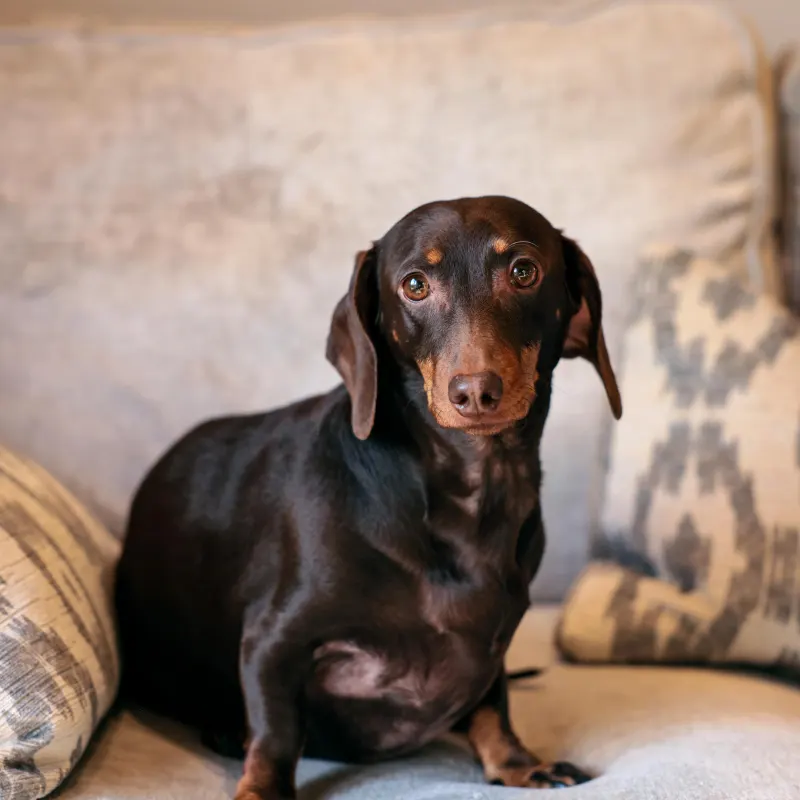 A dachshund guest ready for a walk