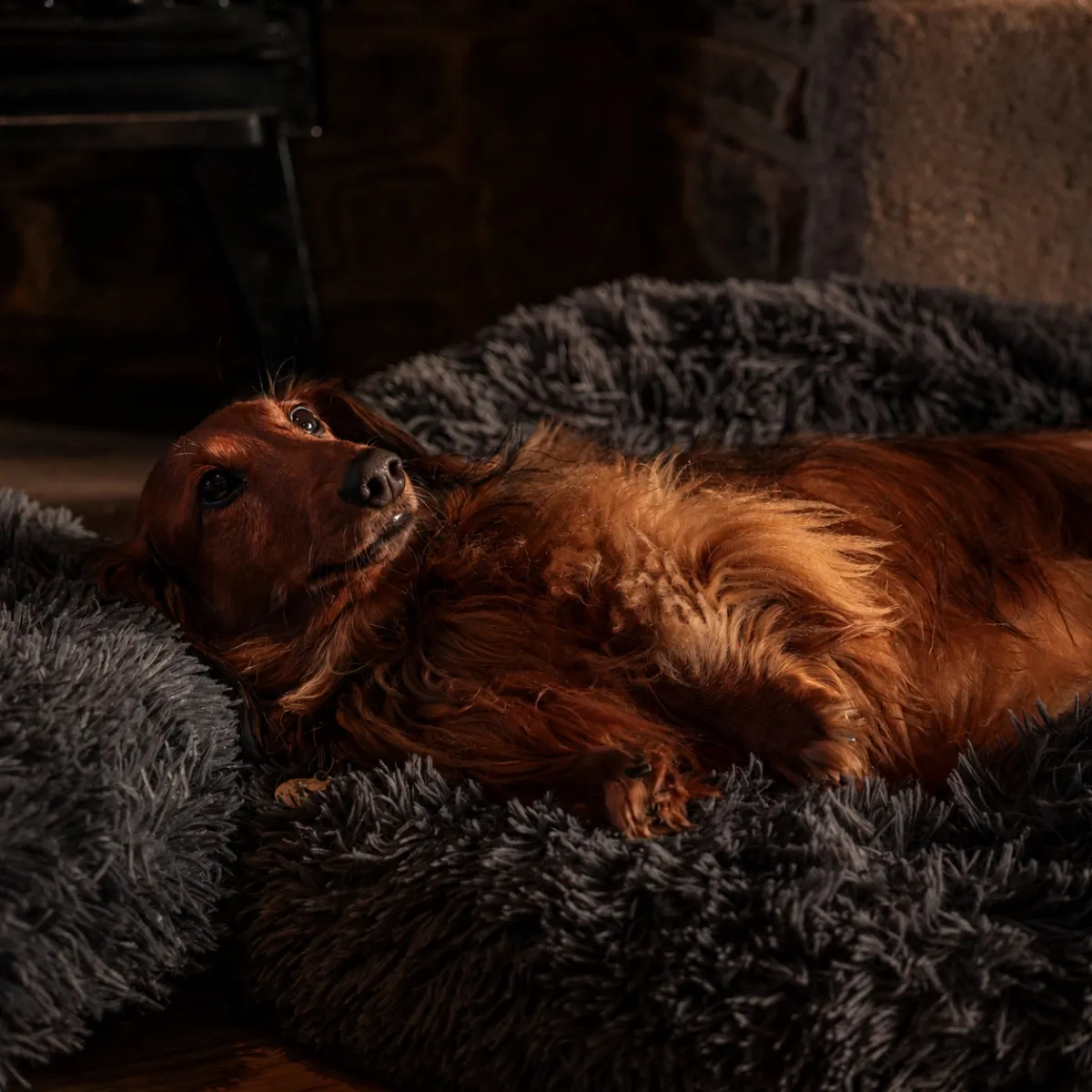 A dachshund settled in for the night at the sanctuary