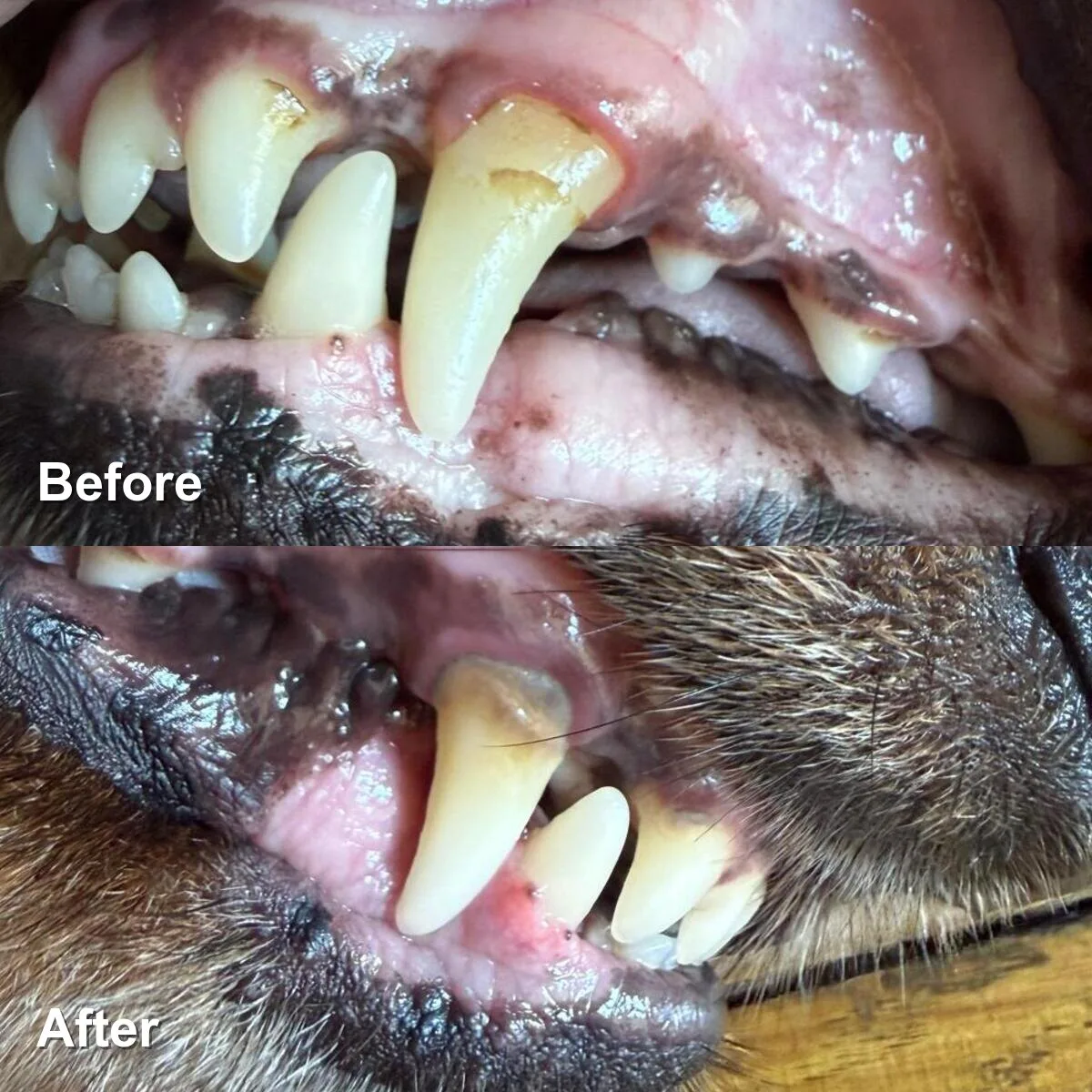 A guest's teeth photographed at the sanctuary: before a clean above, after it below
