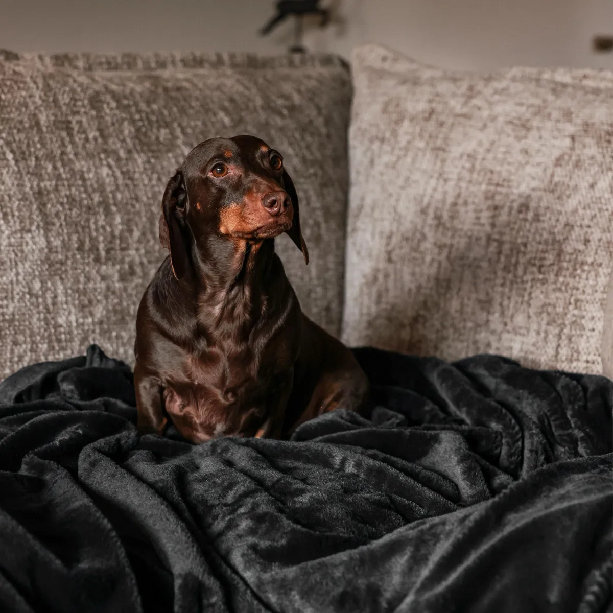 A dachshund enjoying the grounds at the Sausage Dog Sanctuary Hotel