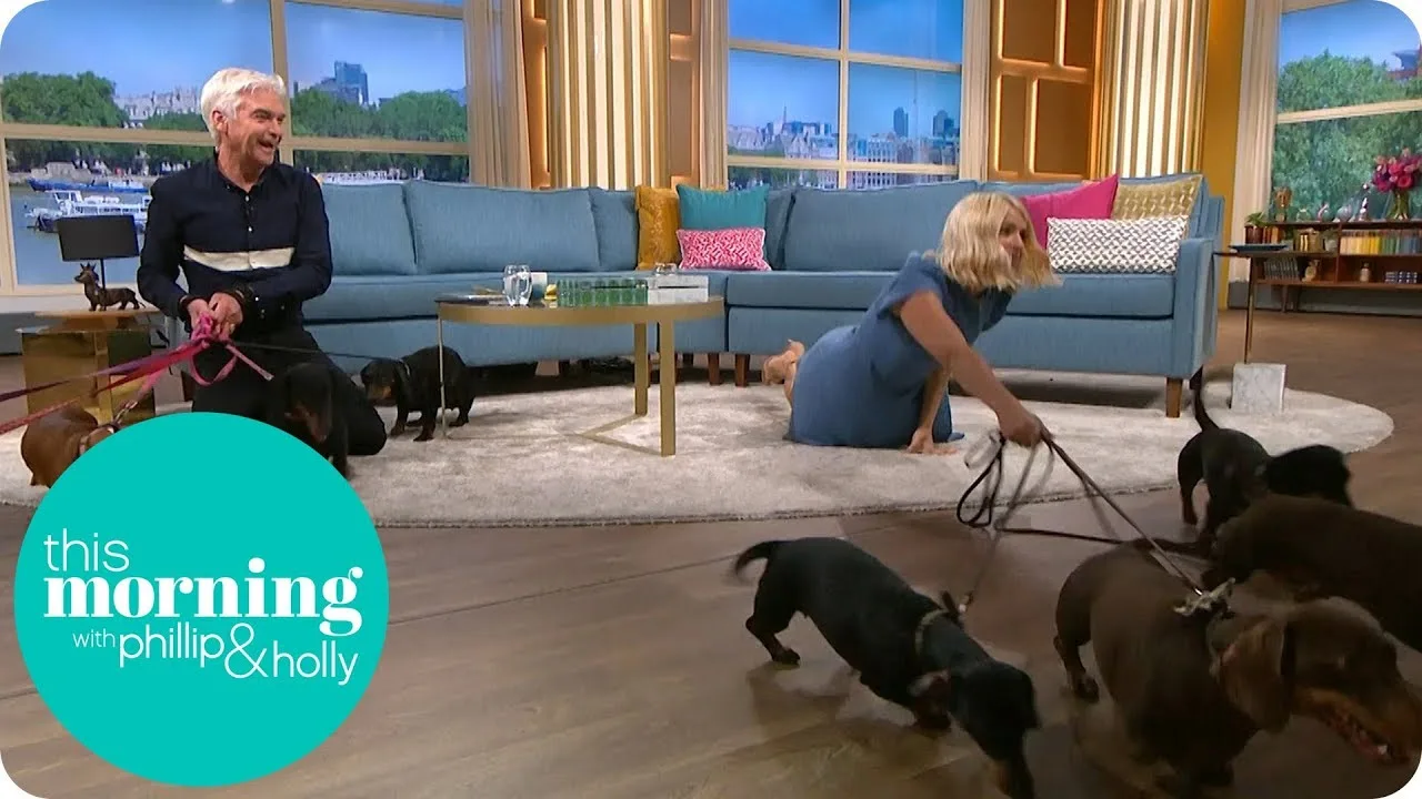 The Sausage Dog Sanctuary Hotel featured on ITV’s This Morning